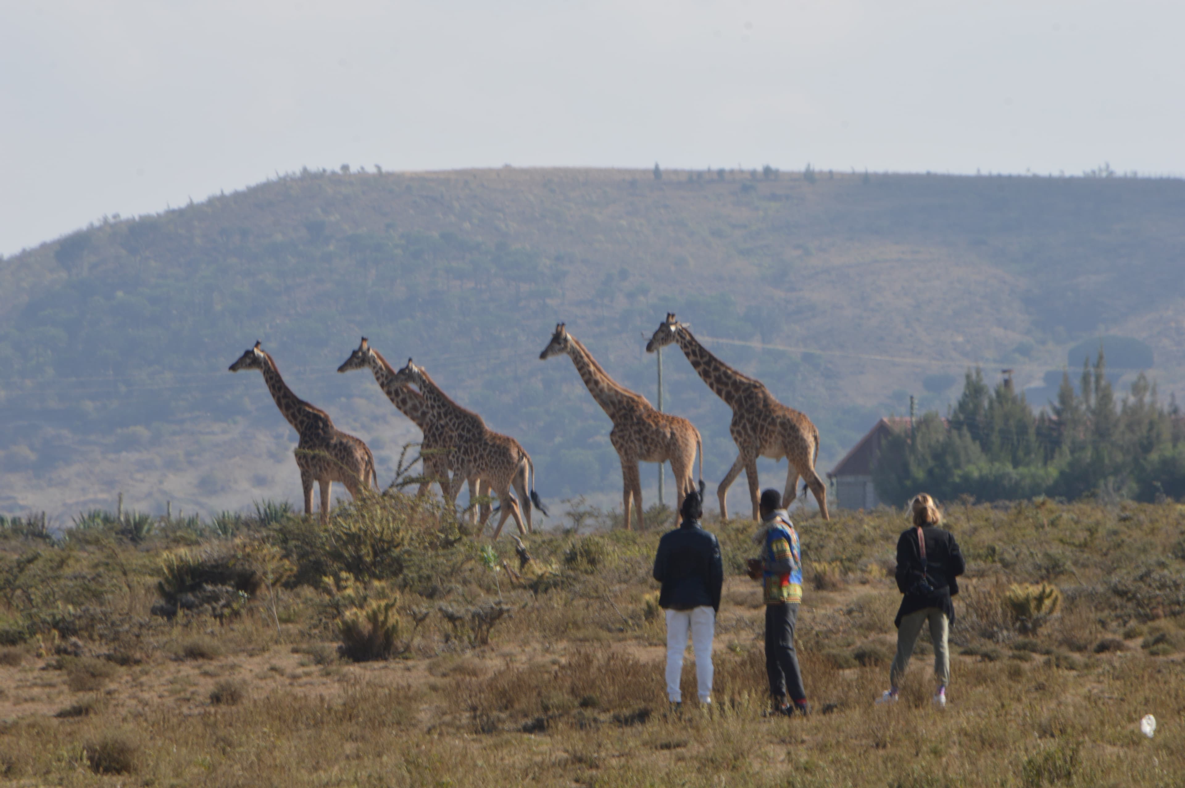 Travelers watching a line of giraffes cross the plains on a Kenyan morning