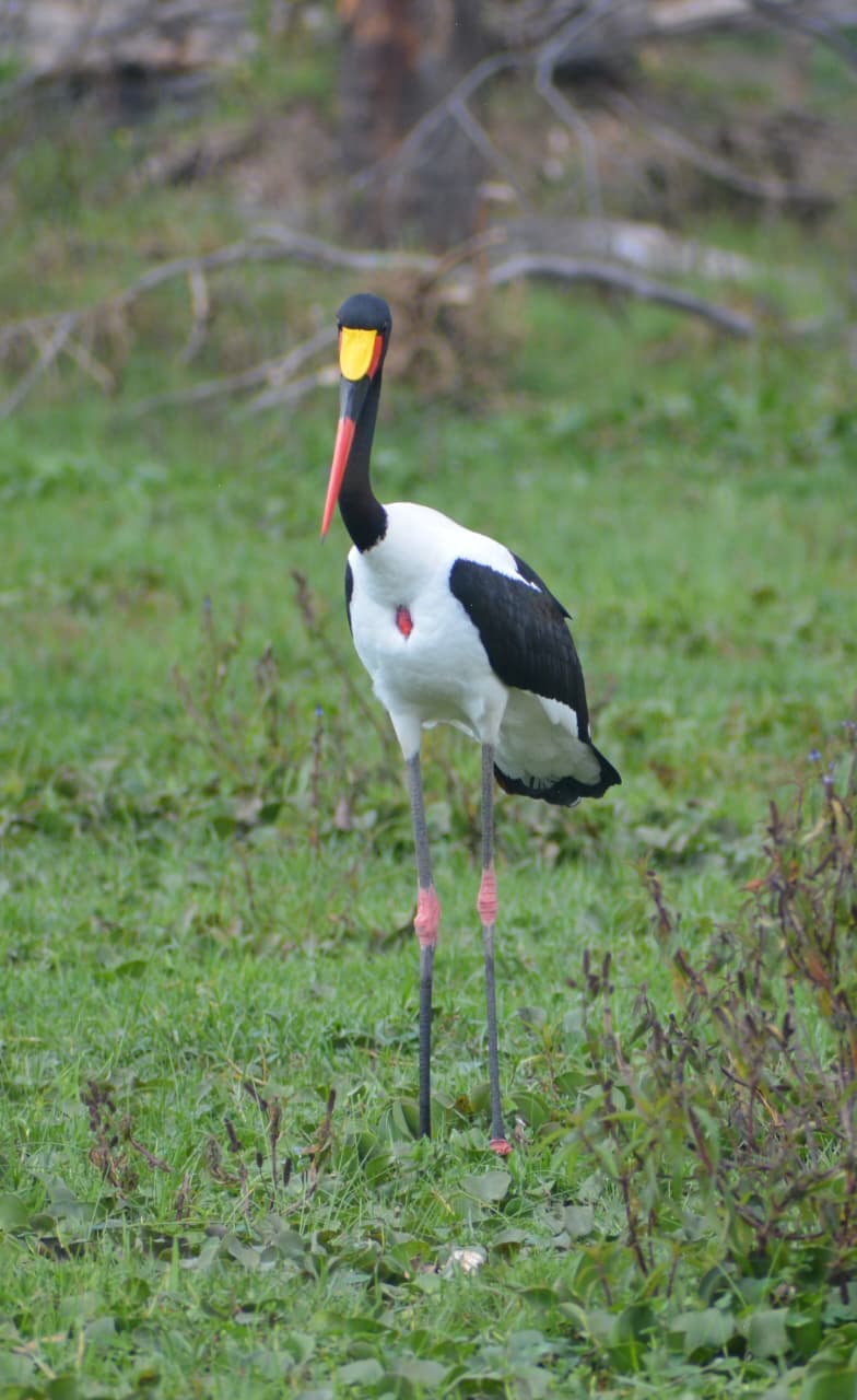 A Saddle-billed Stork with a red, black and yellow bill, standing tall in green grass
