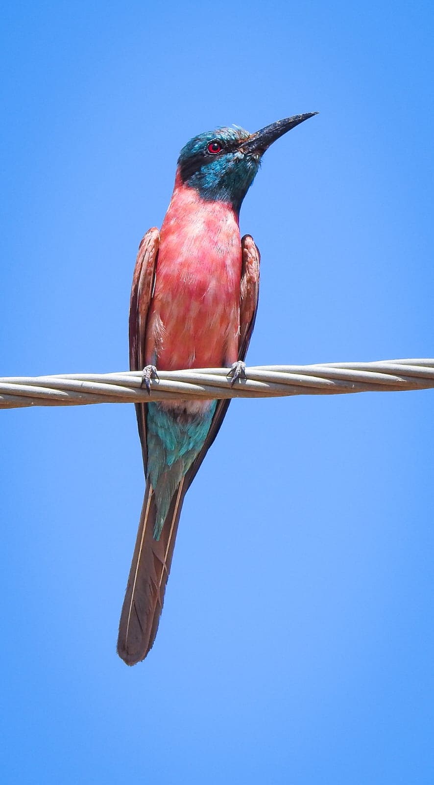 A Northern Carmine Bee-eater, carmine-bodied with a sea-green cap, perched on a wire