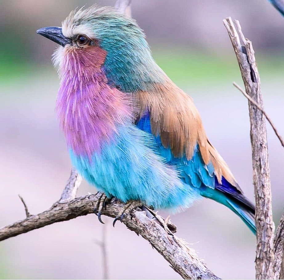 A Lilac-breasted Roller showing a lilac throat, turquoise belly and green crown