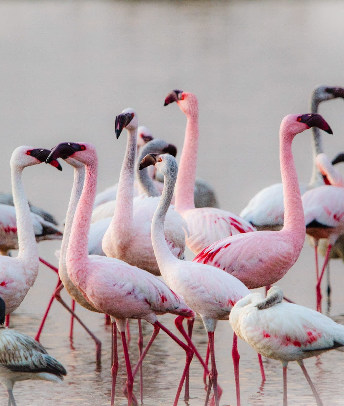 A gathering of deep-pink Lesser Flamingos standing in shallow soda-lake water