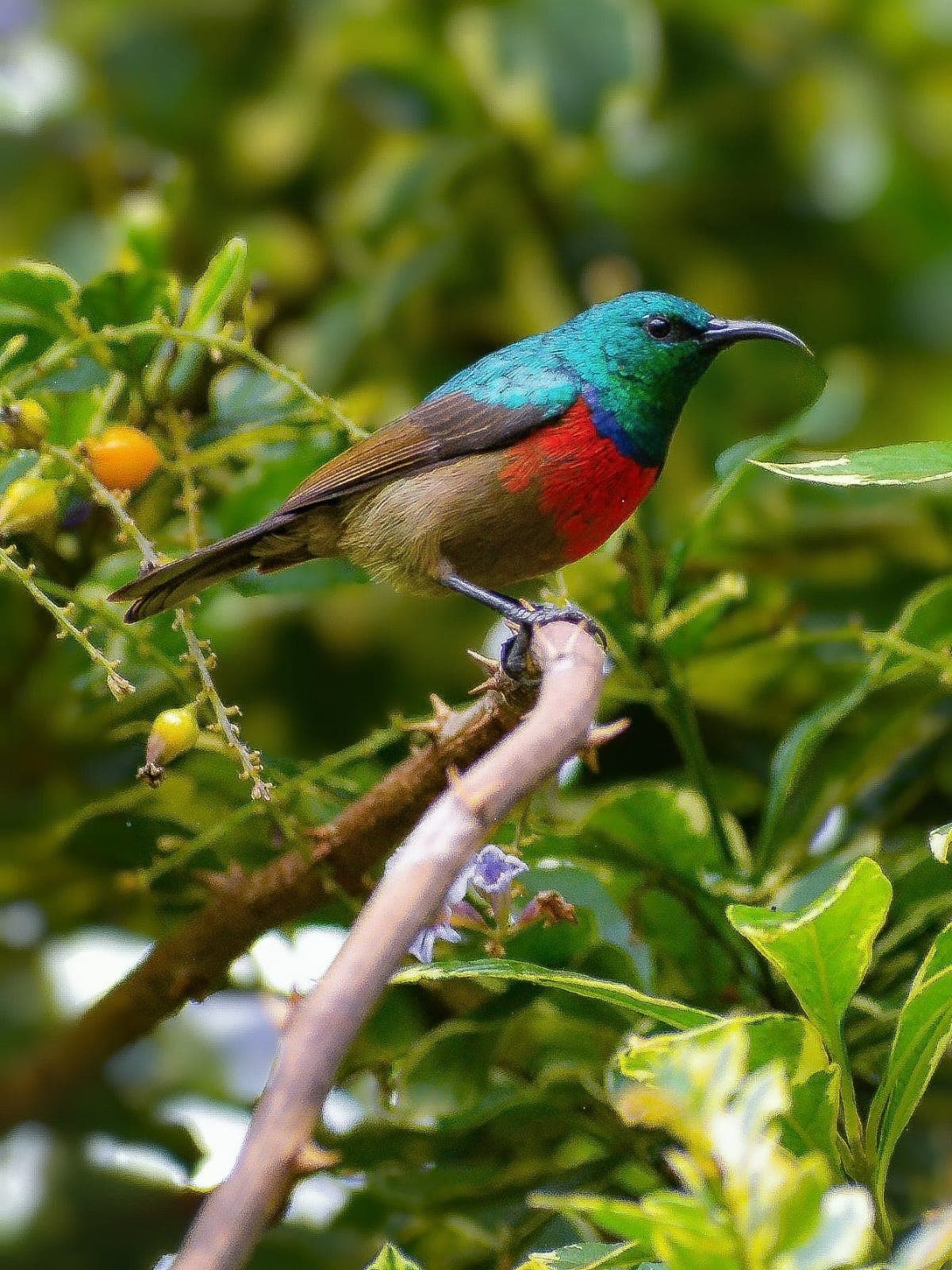 An Eastern Double-collared Sunbird with a metallic green hood and a scarlet chest band