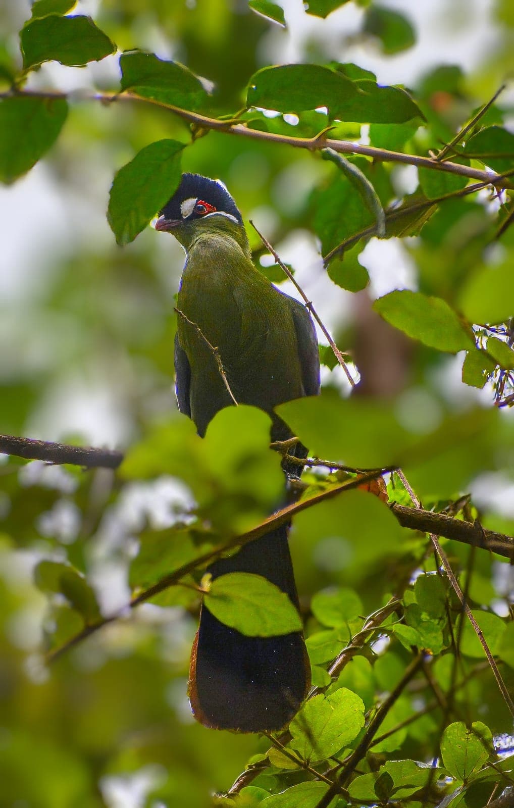 A Hartlaub's Turaco, green-bodied with a blue-black crest, half-hidden in highland foliage