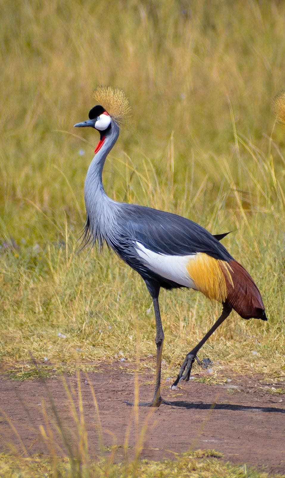 A Grey Crowned Crane with a golden crown and red cheek patch, walking through grassland
