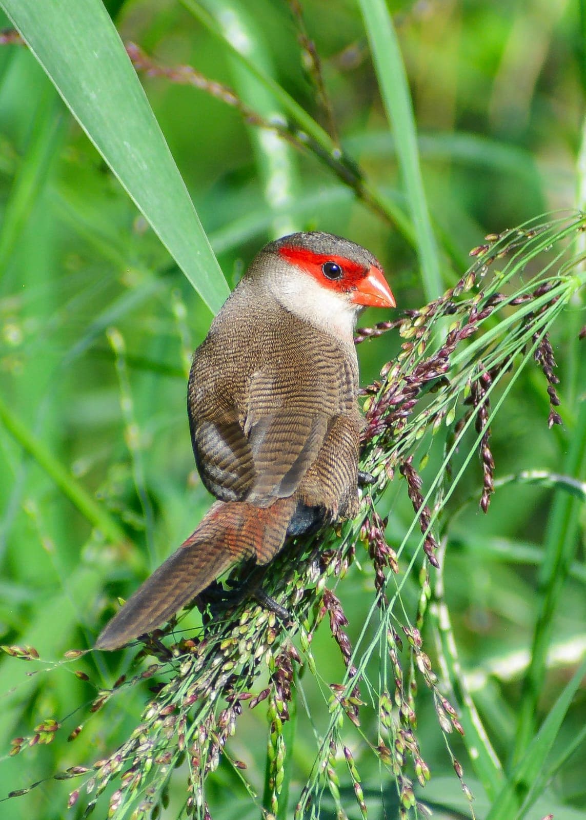 A Common Waxbill, finely barred brown with a bright red bill and red eye-stripe, on a grass head