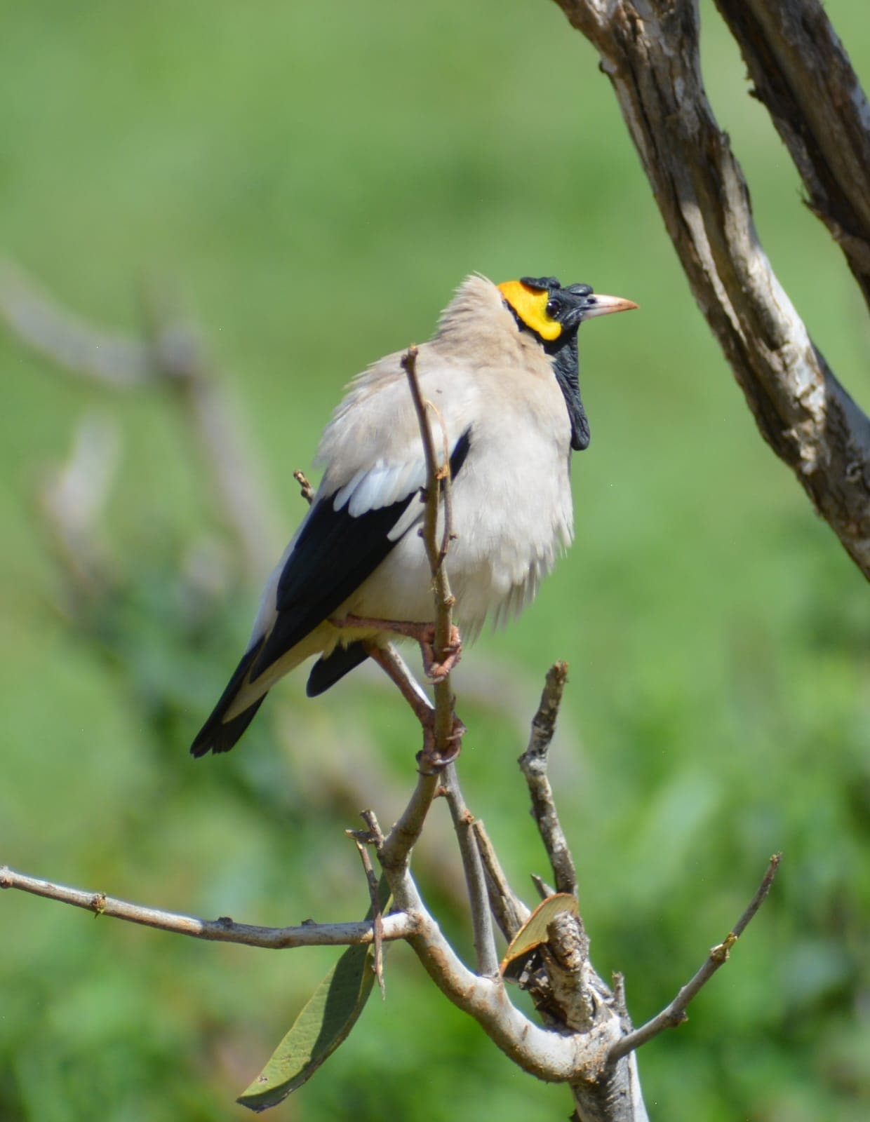 A breeding Wattled Starling with bare yellow face skin and black wattles, perched on a twig