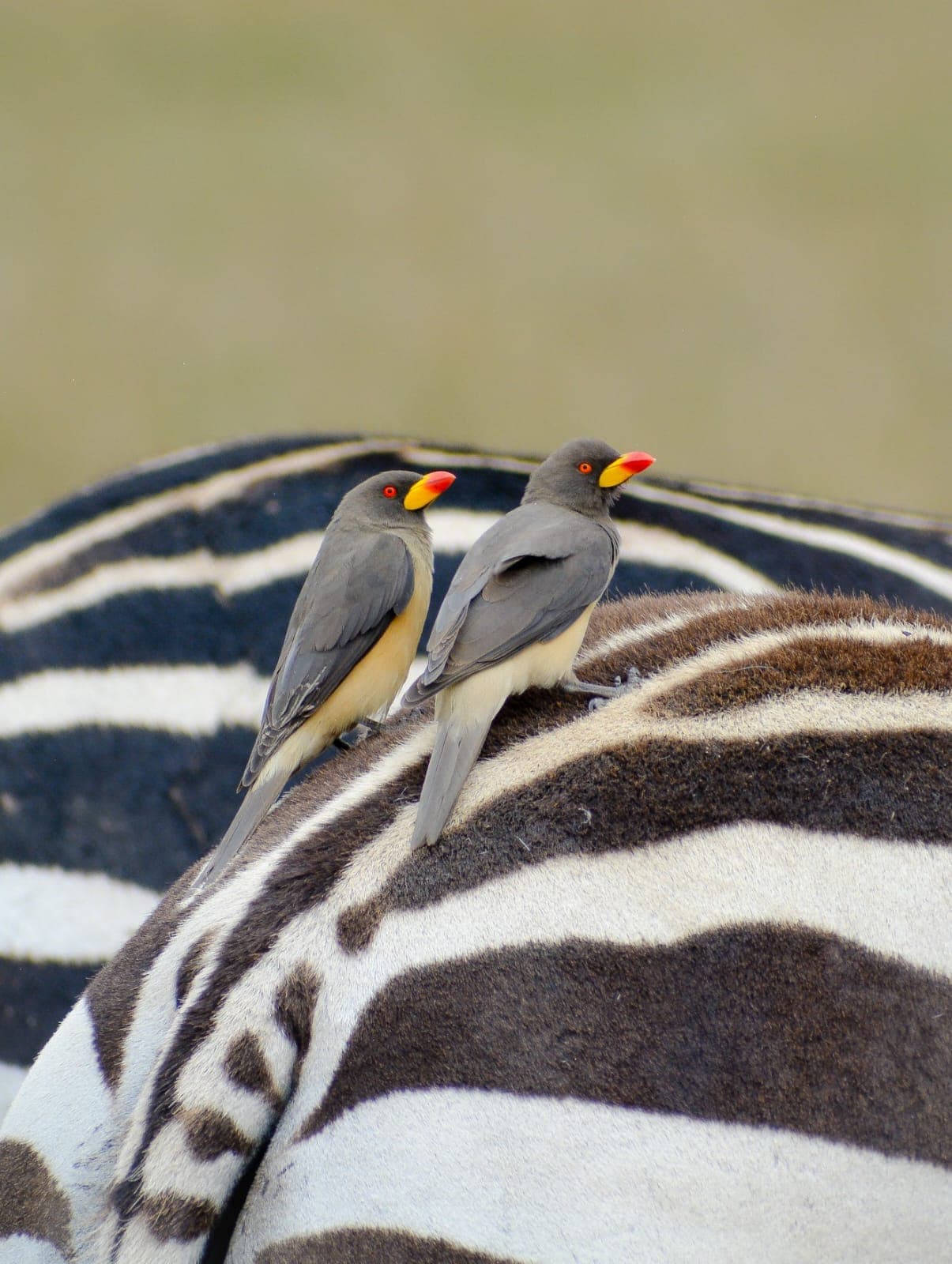 Two Yellow-billed Oxpeckers with red-tipped yellow bills, perched on the back of a zebra
