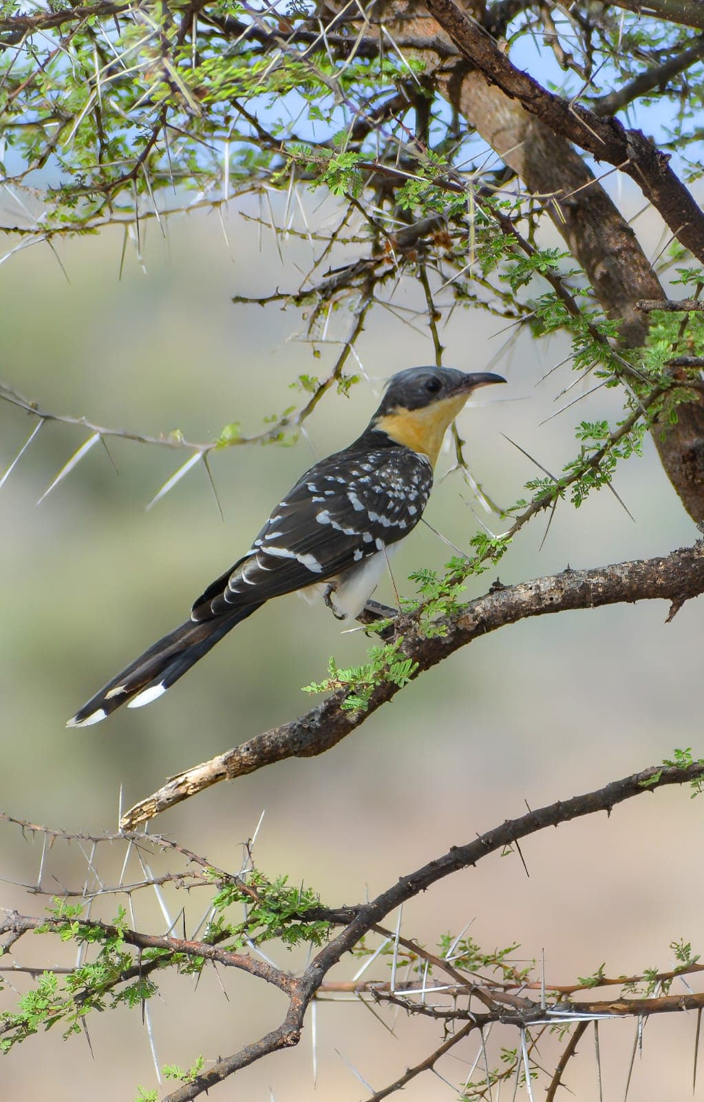 A Great Spotted Cuckoo with a grey crested head and white-spotted wings, perched in an acacia
