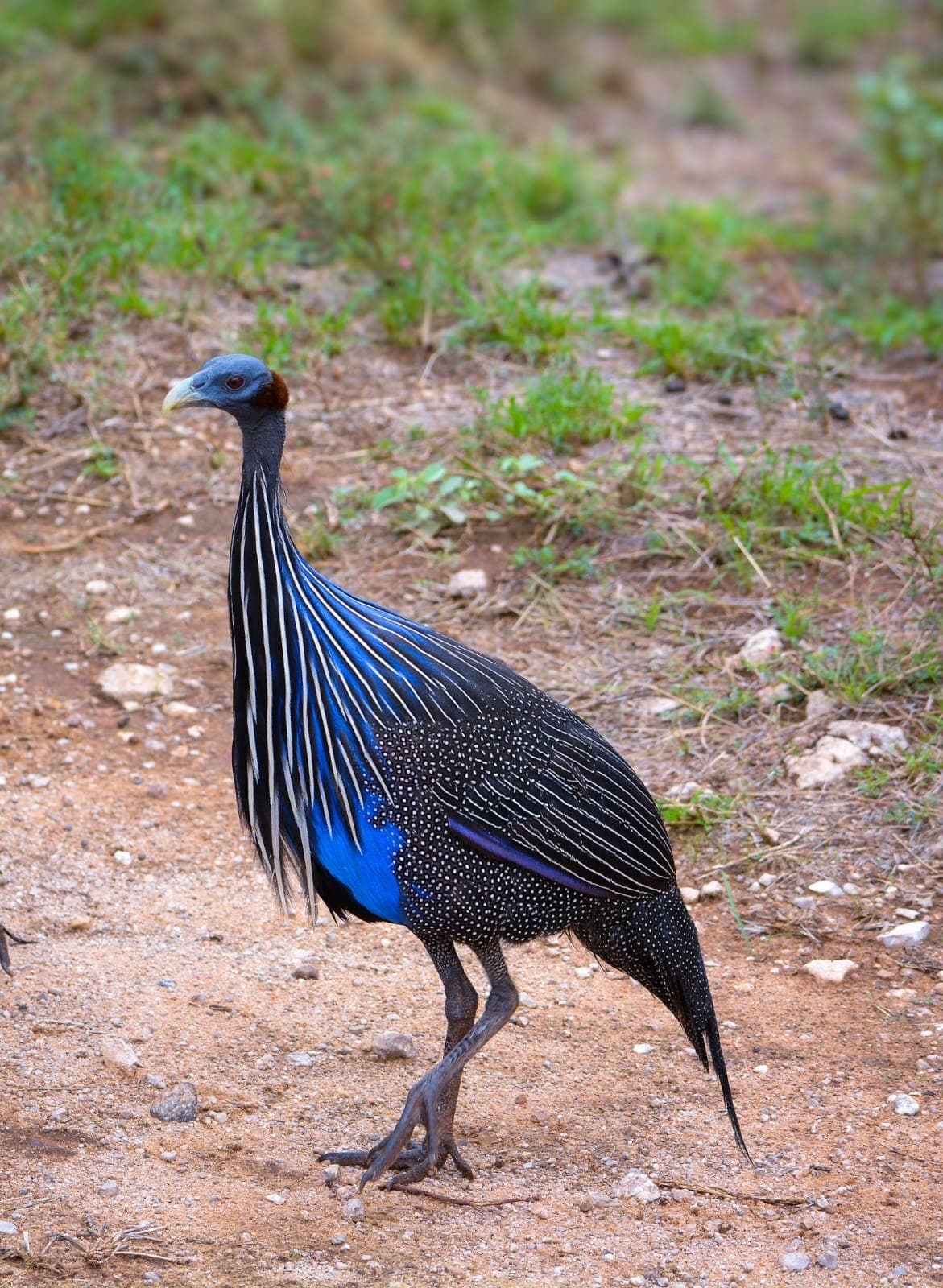 A Vulturine Guineafowl with a bare blue head, long striped neck hackles and cobalt breast
