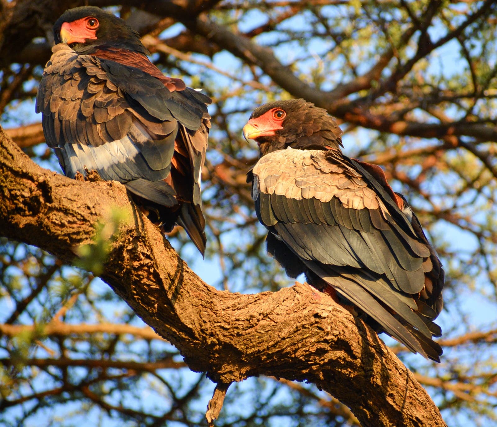 Two Bateleur eagles with red faces and short tails, perched together in an acacia