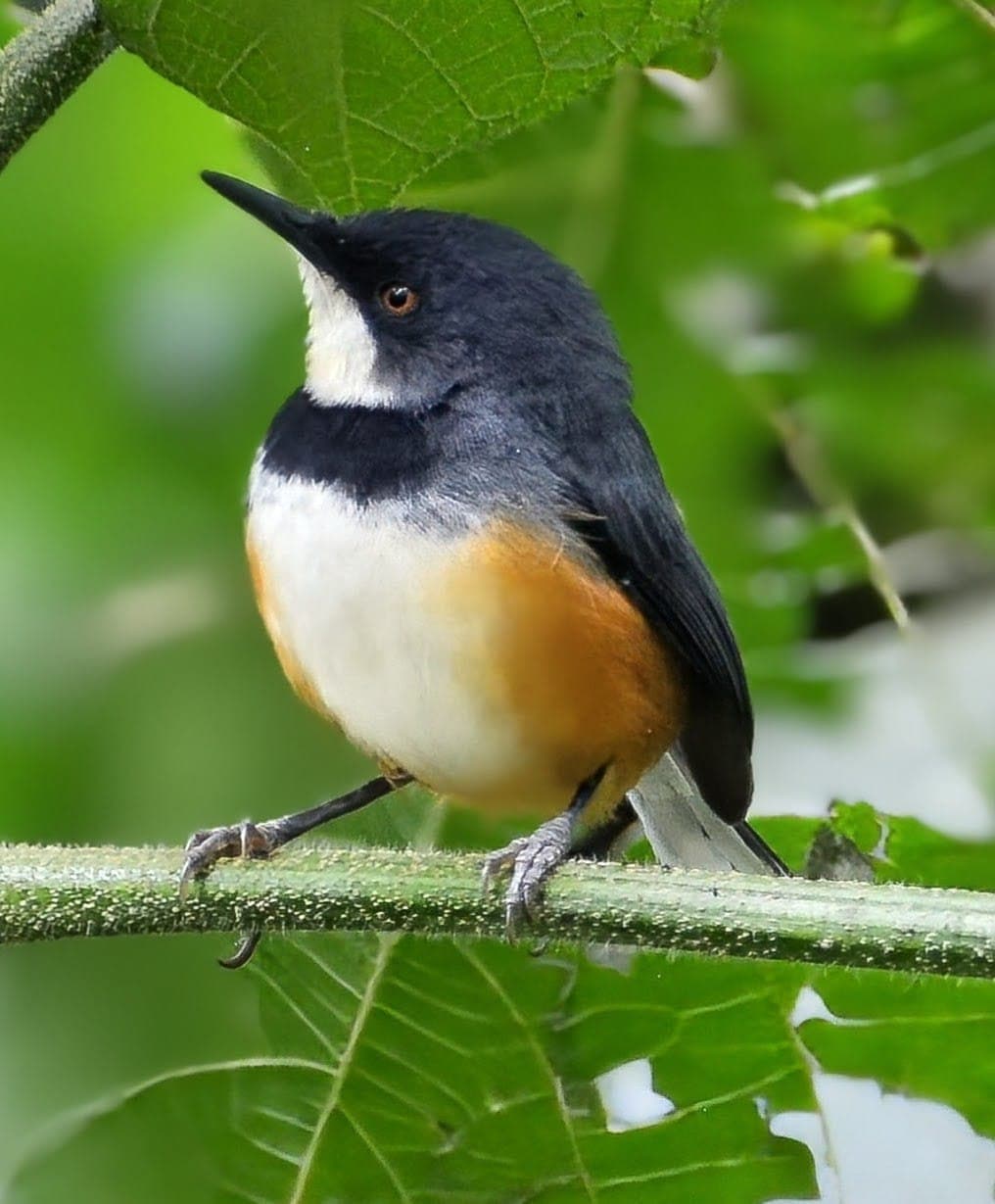 A Black-collared Apalis with a white throat, black collar and rust-coloured flanks, on a green stem