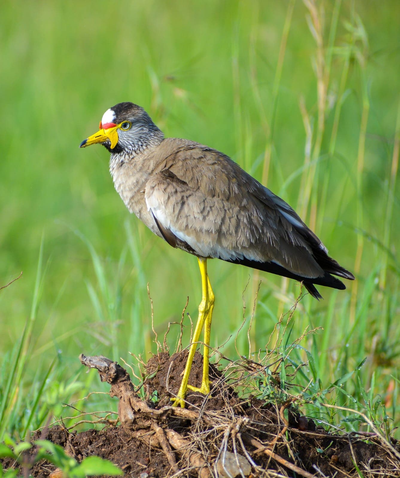 An African Wattled Lapwing with yellow facial wattles and long yellow legs, on a grassy mound