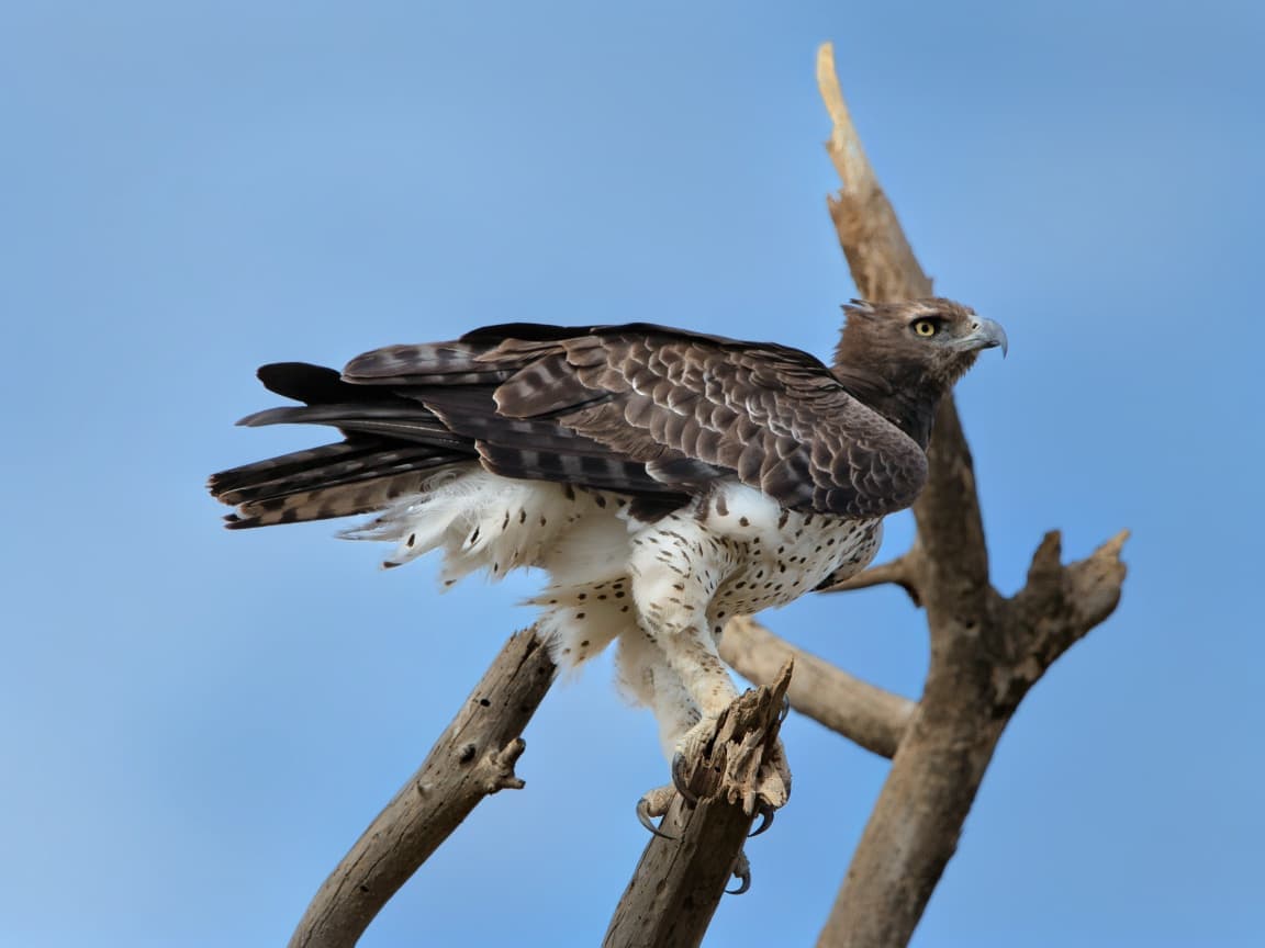 A Martial Eagle, dark-hooded with a white spotted belly, perched on a bare branch