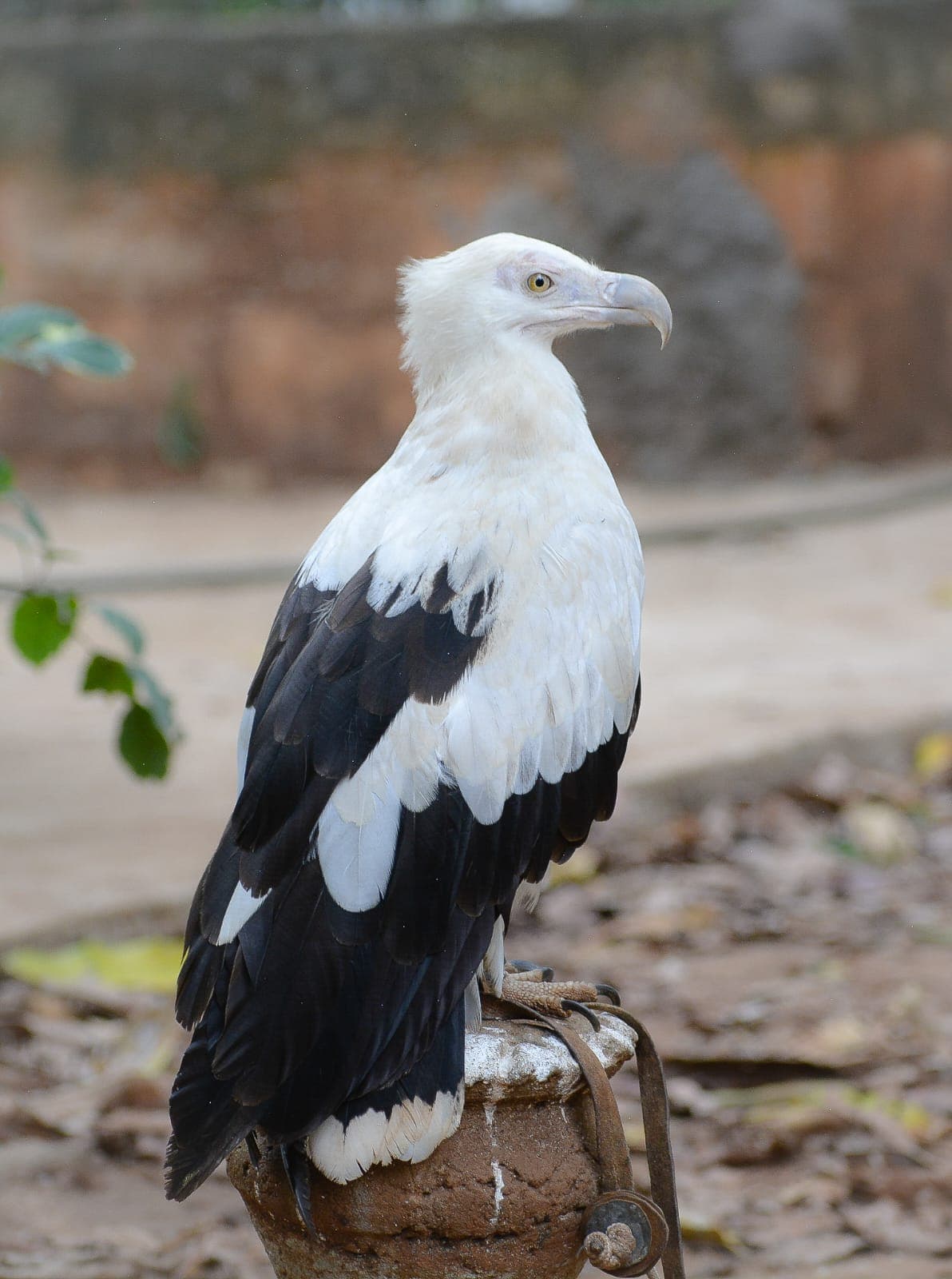 A Palm-nut Vulture, white-bodied with black wings and a heavy pale bill