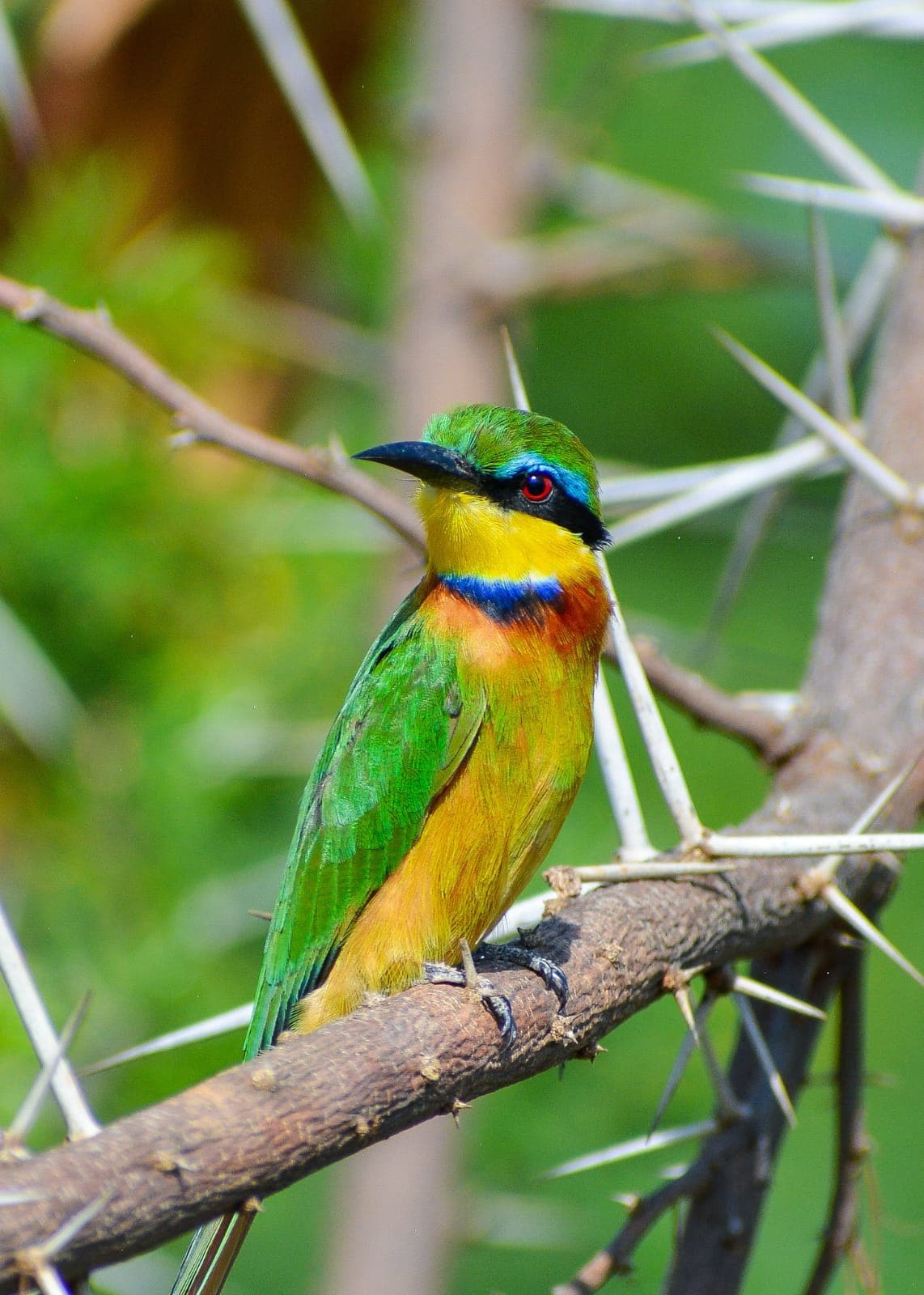 A Little Bee-eater, green-backed with a bright yellow throat, on a thorny branch