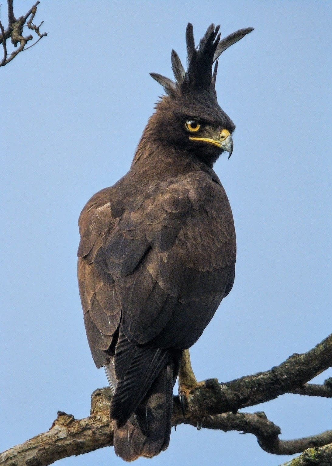 A Long-crested Eagle, coal-dark with a tall ragged crest, perched against a pale sky