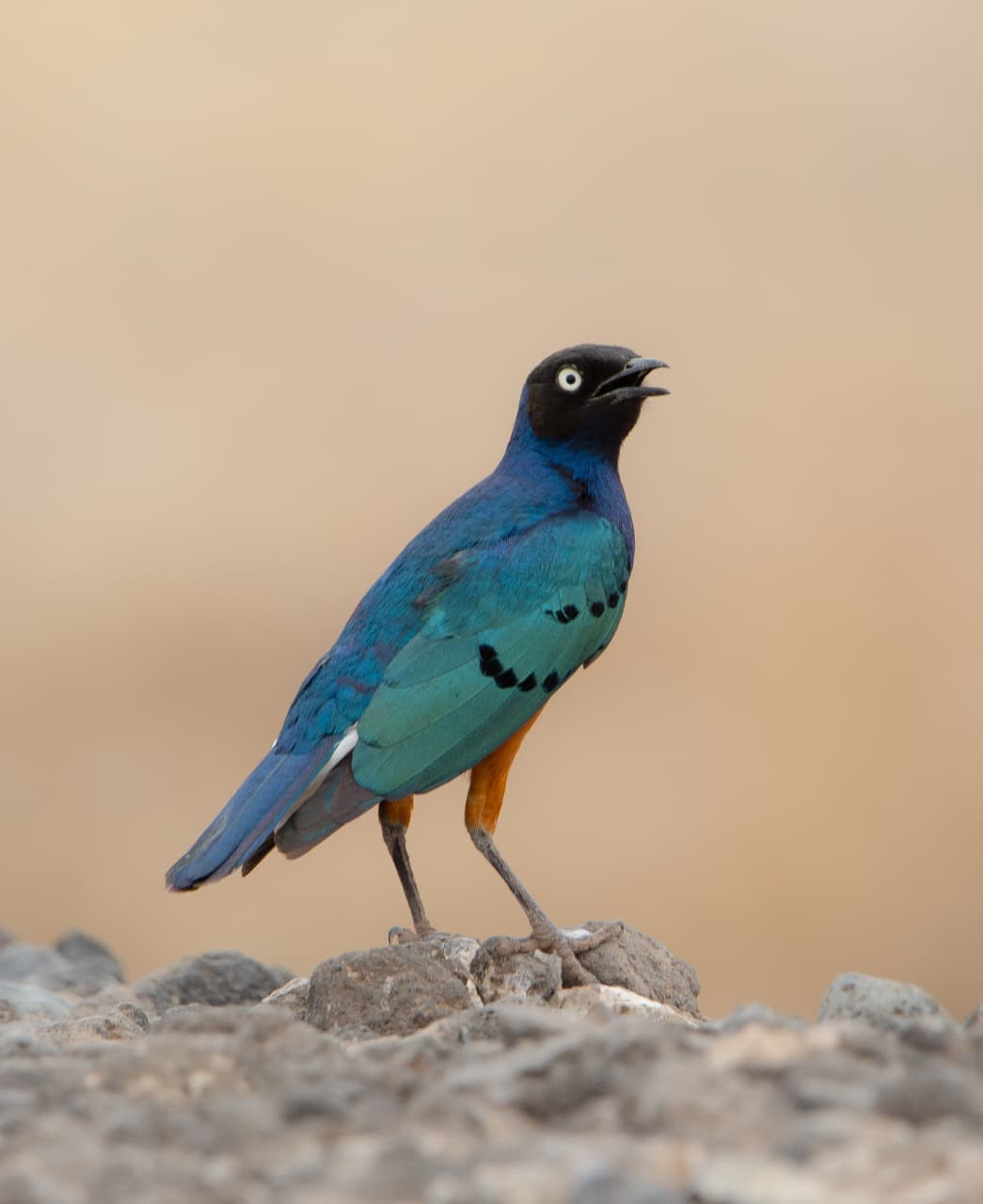 A Superb Starling with an iridescent blue back and bright orange belly, standing on rocks