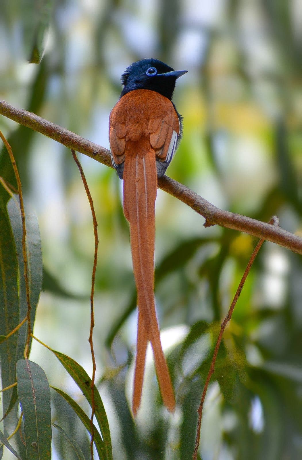 A male African Paradise Flycatcher, rust-coloured with a blue-black head and very long tail streamers